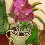 DIL Fushia Vanda Orchid in Moss Pot DIL Fushia Vanda Orchid in Moss Pot