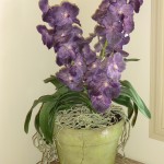 DIL Vanda Orchid in Clay Pot DIL Vanda Orchid in Clay Pot