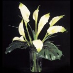 SIL Calla Zantedeshia SIL Calla Zantedeshia