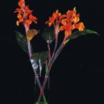 SIL Canna Lillies SIL Canna Lillies