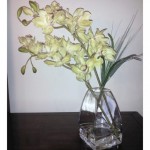 SIL Cymbidium Celery SIL Cymbidium Celery
