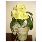 DIL Orchid Green DIL Green Orchid in Moss Pot