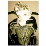 DIL Orchid White DIL White Orchid in Moss Pot