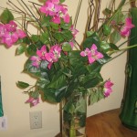 * SIL Purple Bougainvillea * SIL Purple Bougainvillea