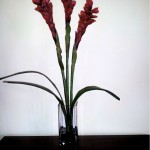 SIL Triple Ginger Red SIL Triple Ginger Red