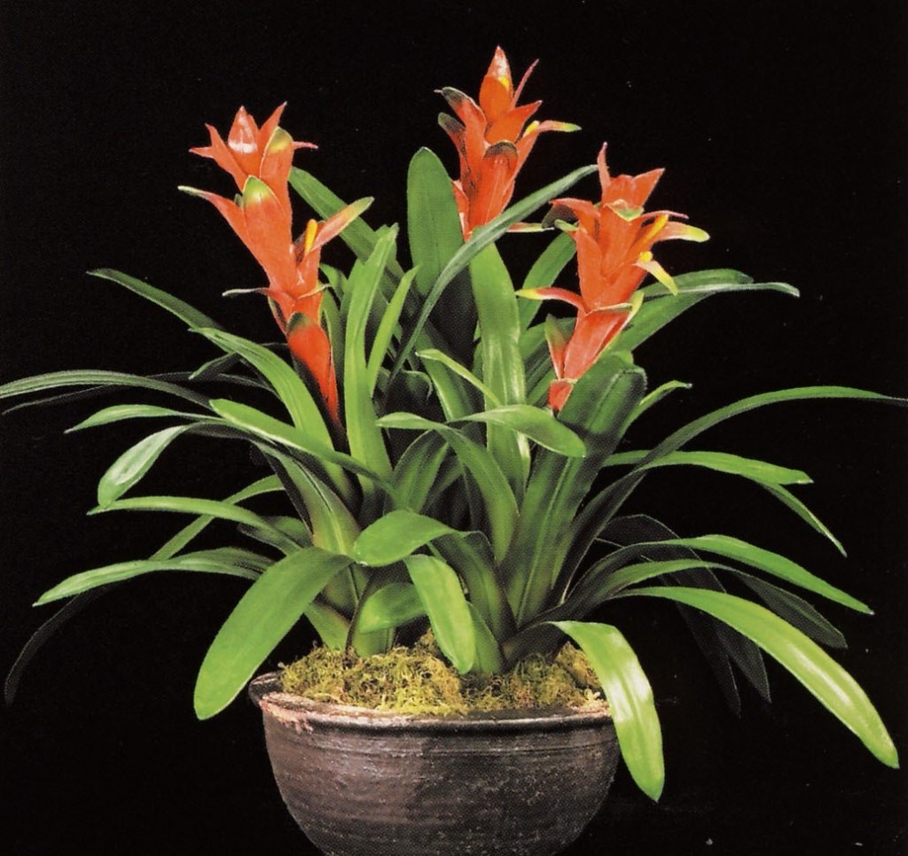 SIL Guzmania