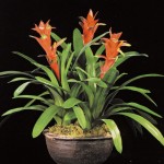 SIL Guzmania SIL Guzmania