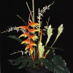 SIL Exotic Heliconia