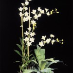 SIL Giant Dendrobium in Box White SIL Giant Dendrobium in Box White