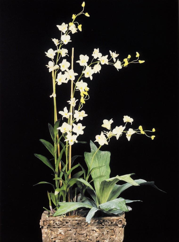 SIL Giant Dendrobium in Box White