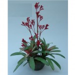 SIL Bromeliad with Kangaroo Paw SIL Bromeliad with Kangaroo Paw