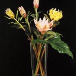 SIL Tall Proteas SIL Tall Proteas