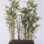 SIL Black Bamboo Garden SIL Black Bamboo Garden