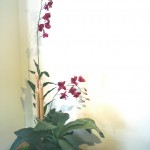 *SIL Dendrobium Fuschia SIL Dendrobium Fuschia