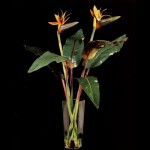SIL Giant Bird of Paradise SIL Giant Bird of Paradise