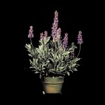 SIL Lavender SIL Lavender