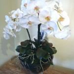 *SIL Phalaenopsis in Glass *SIL Phalaenopsis in Glass