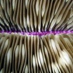 Coral Mushroom