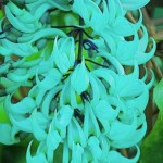 Jade Vine