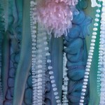 Portuguese Man of War Website
