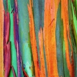 Rainbow Eucalyptus