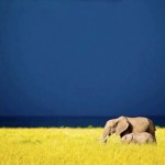 Yellows & Blues